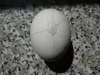 Sort Of Broken Eggshell